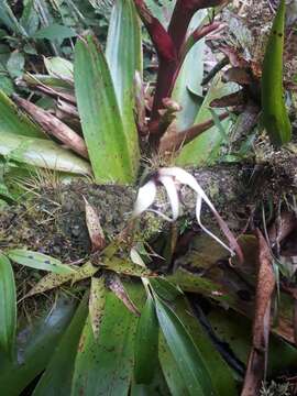 Image of Maxillaria ecuadorensis Schltr.