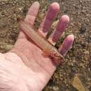 Image of Six-lined prickleback