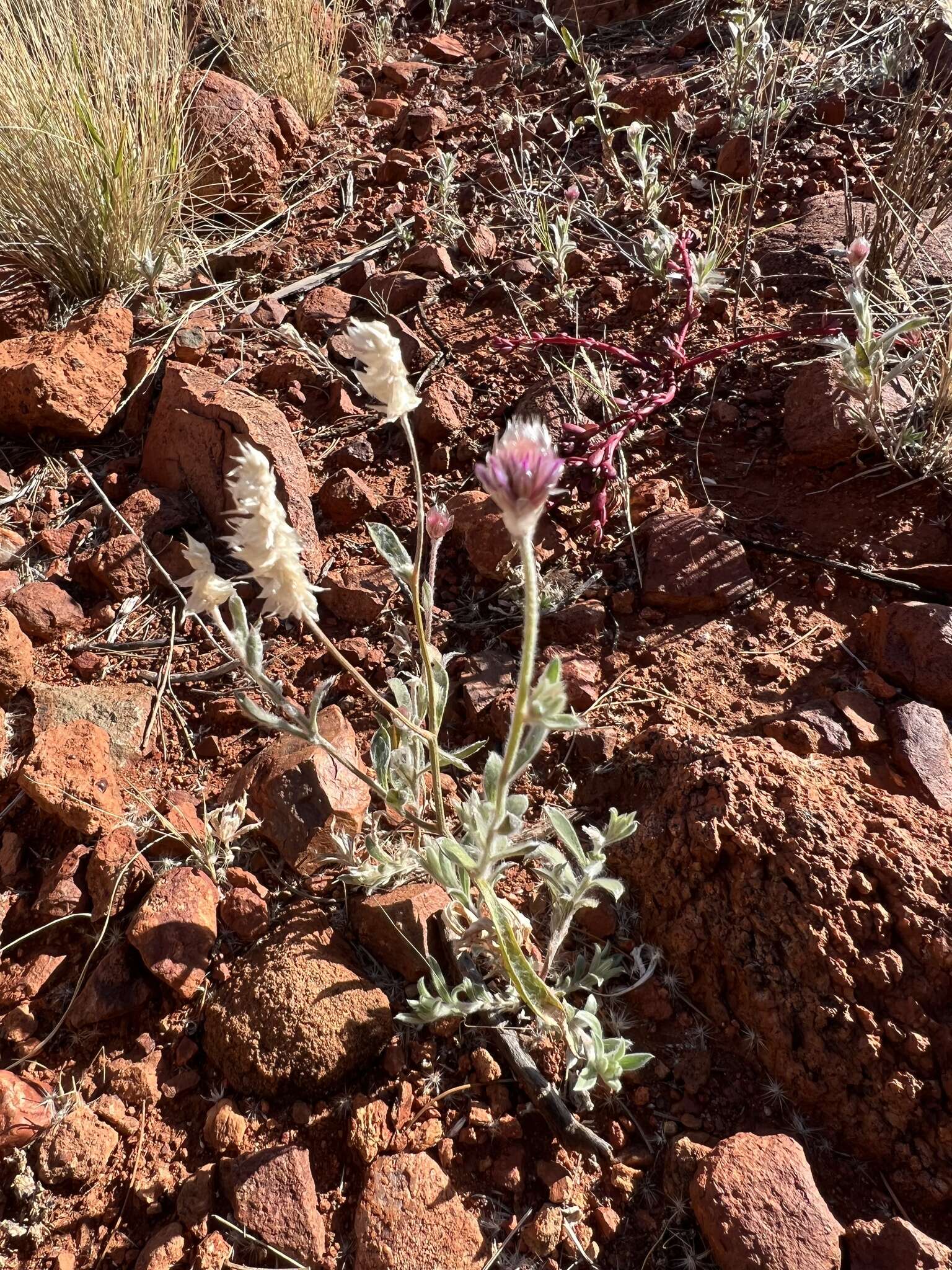 Image of Ptilotus helipteroides (F. Müll.) F. Müll.