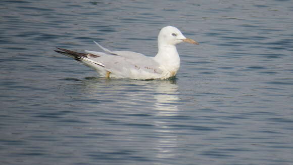 Image of Slender-billed Gull