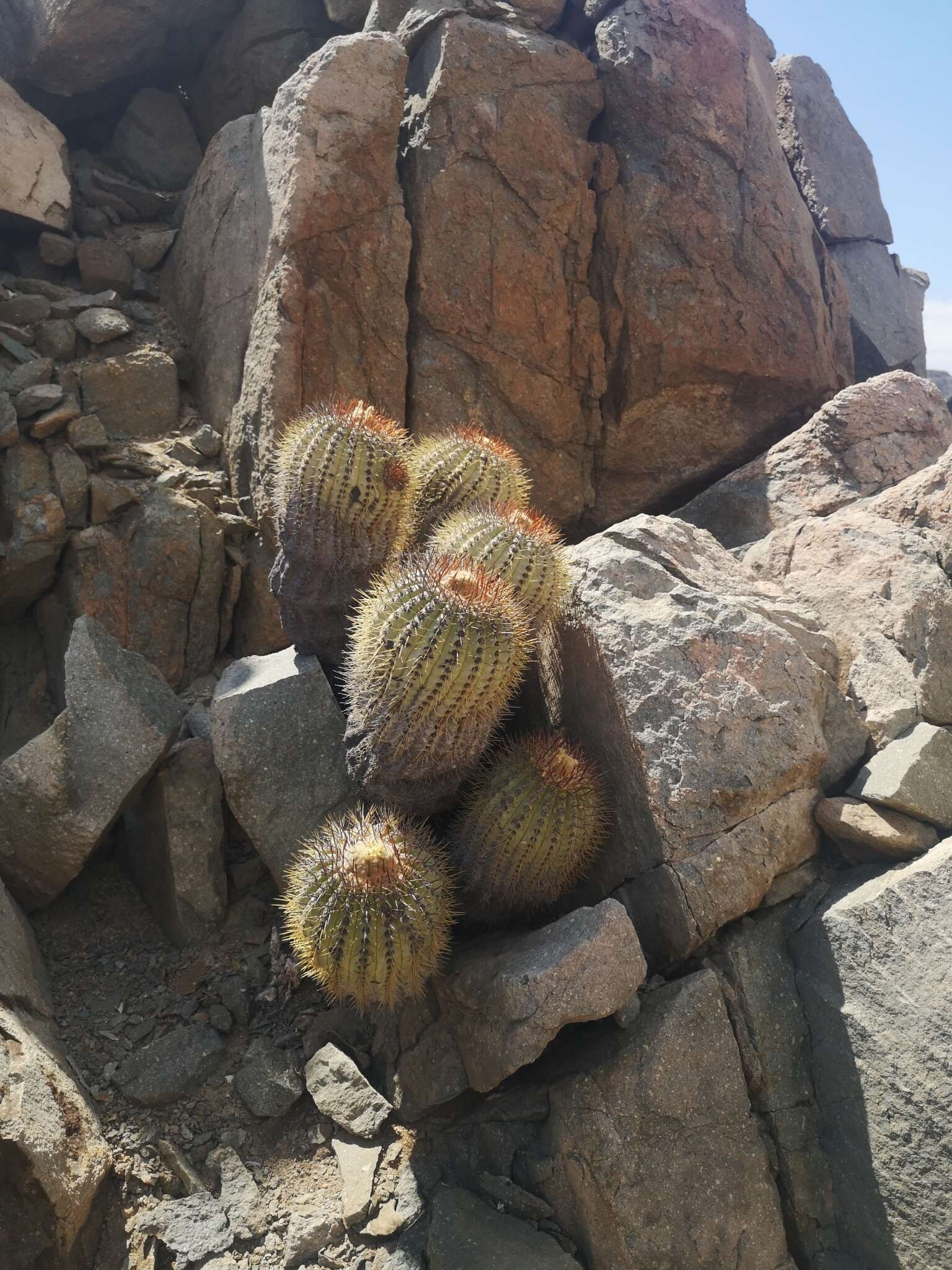 Image of Copiapoa longistaminea F. Ritter