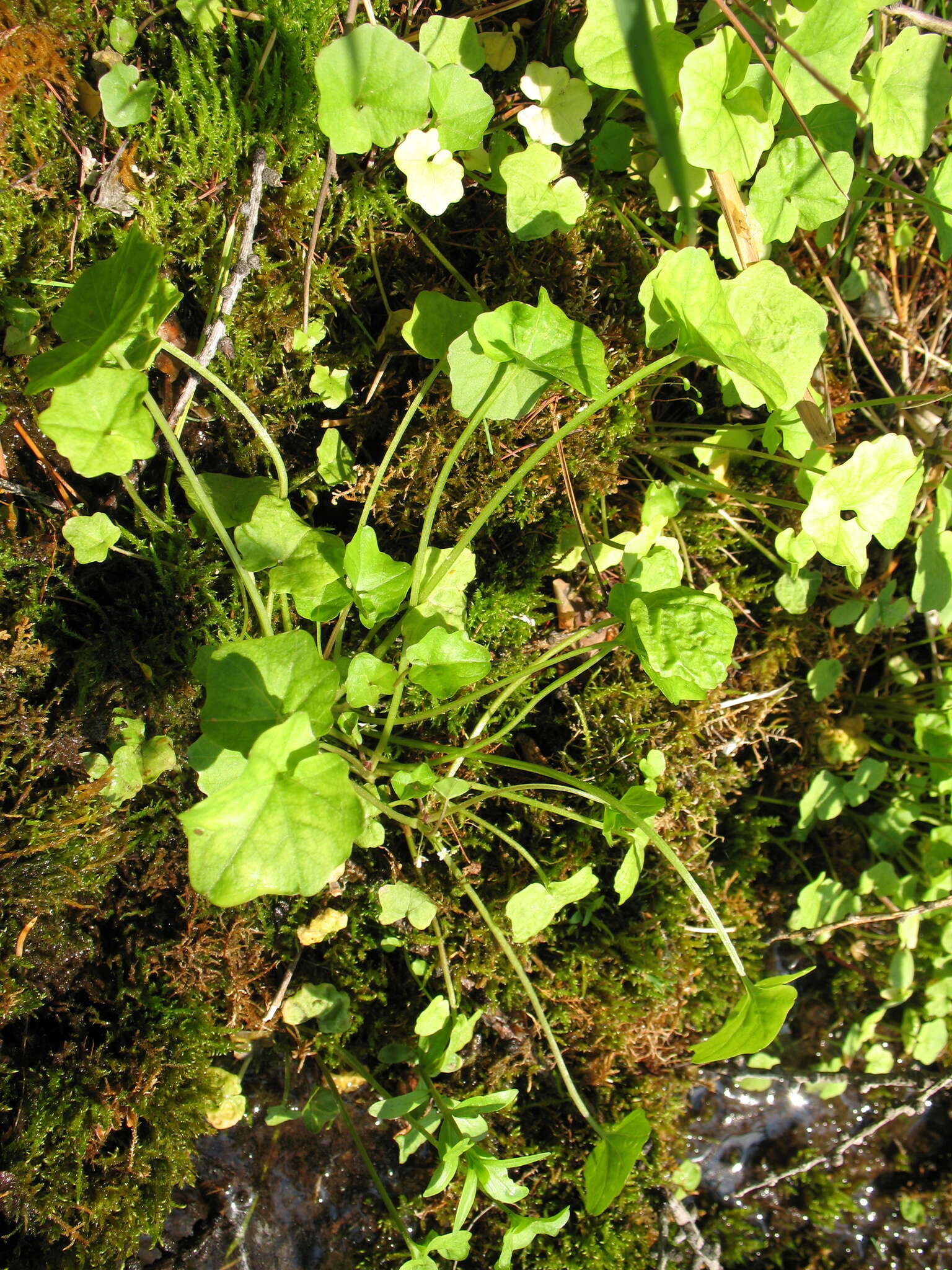 Image of Megadenia pygmaea Maxim.