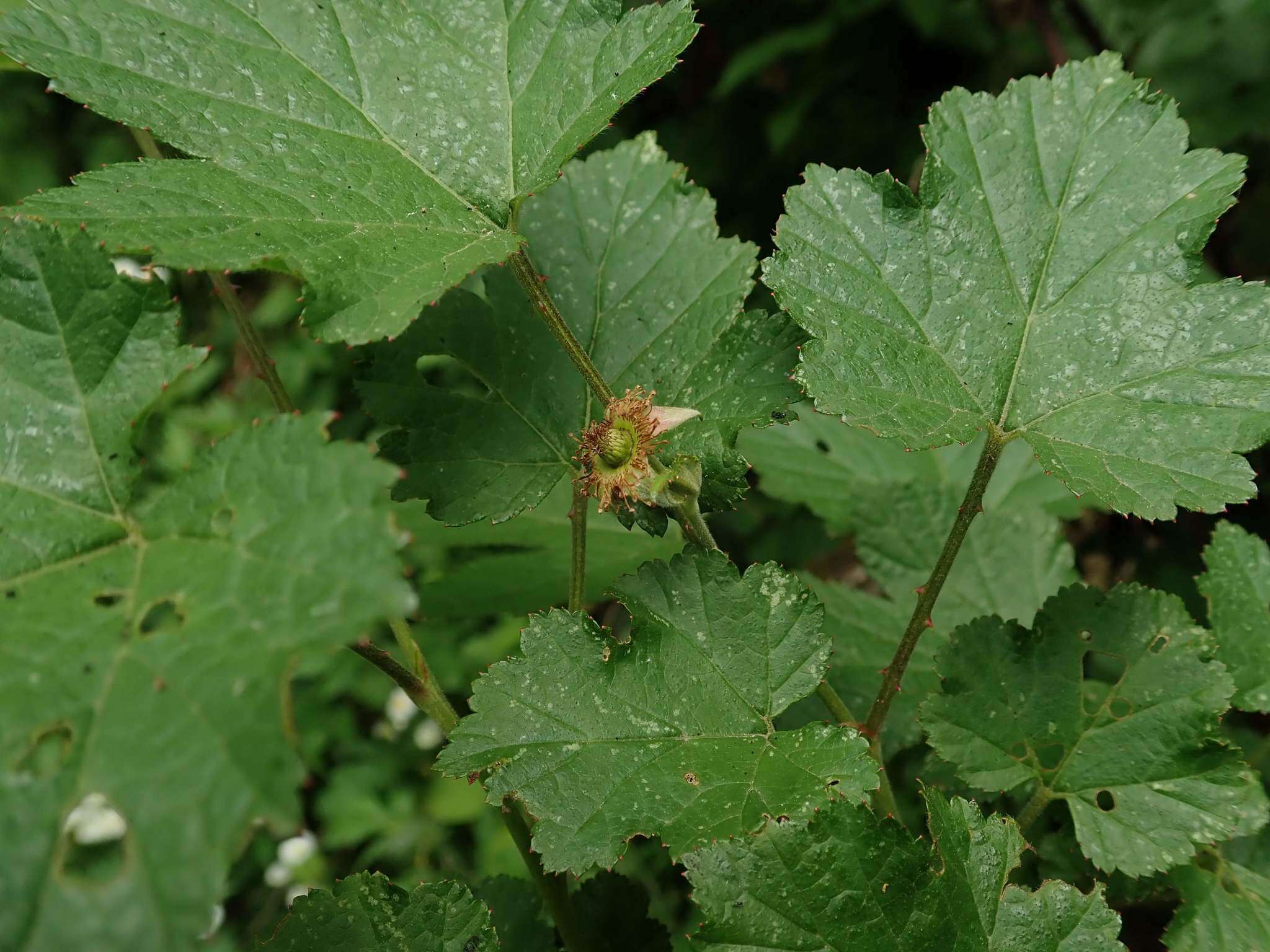 Слика од Rubus crataegifolius Bunge