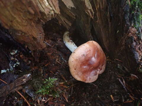 Image of Rhodocollybia oregonensis (A. H. Sm.) Lennox 1979