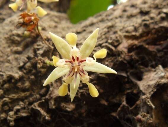 Image of cacao