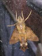 Image of <i>Macroglossum <i>corythus</i></i> corythus