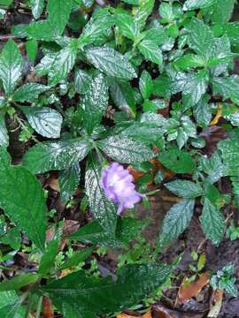 Strobilanthes formosana S. Moore resmi