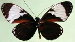 Image of Heliconius cydno galanthus Bates 1864