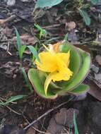 Image of Costus spectabilis (Fenzl) K. Schum.