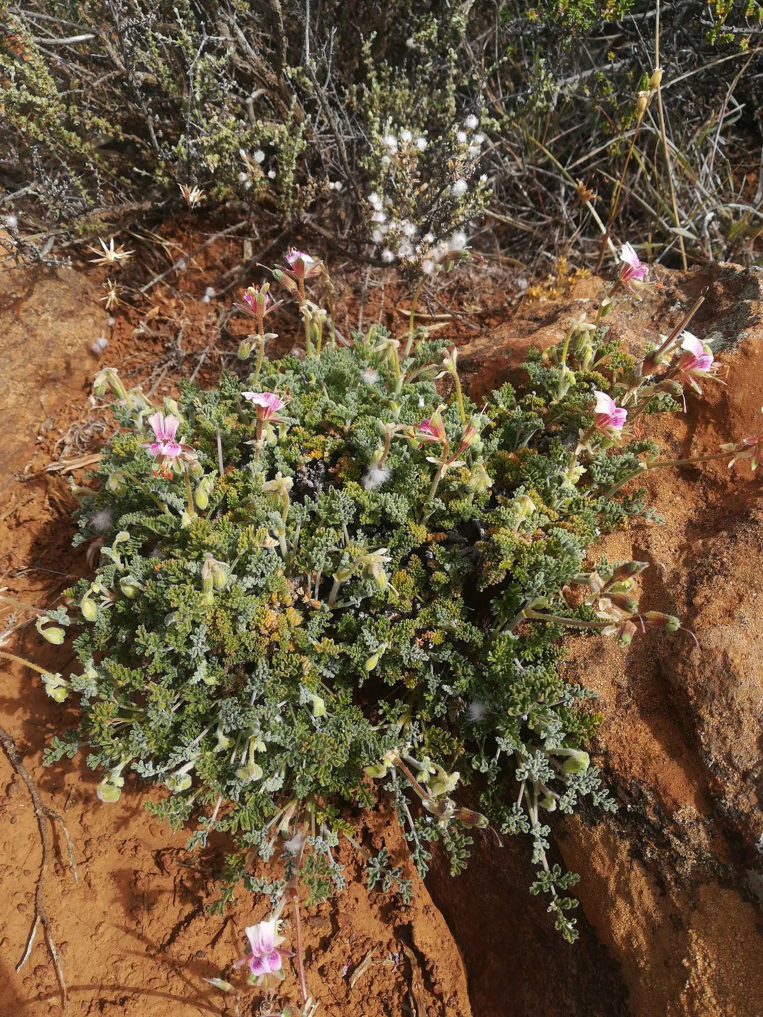 Image of Pelargonium griseum Knuth