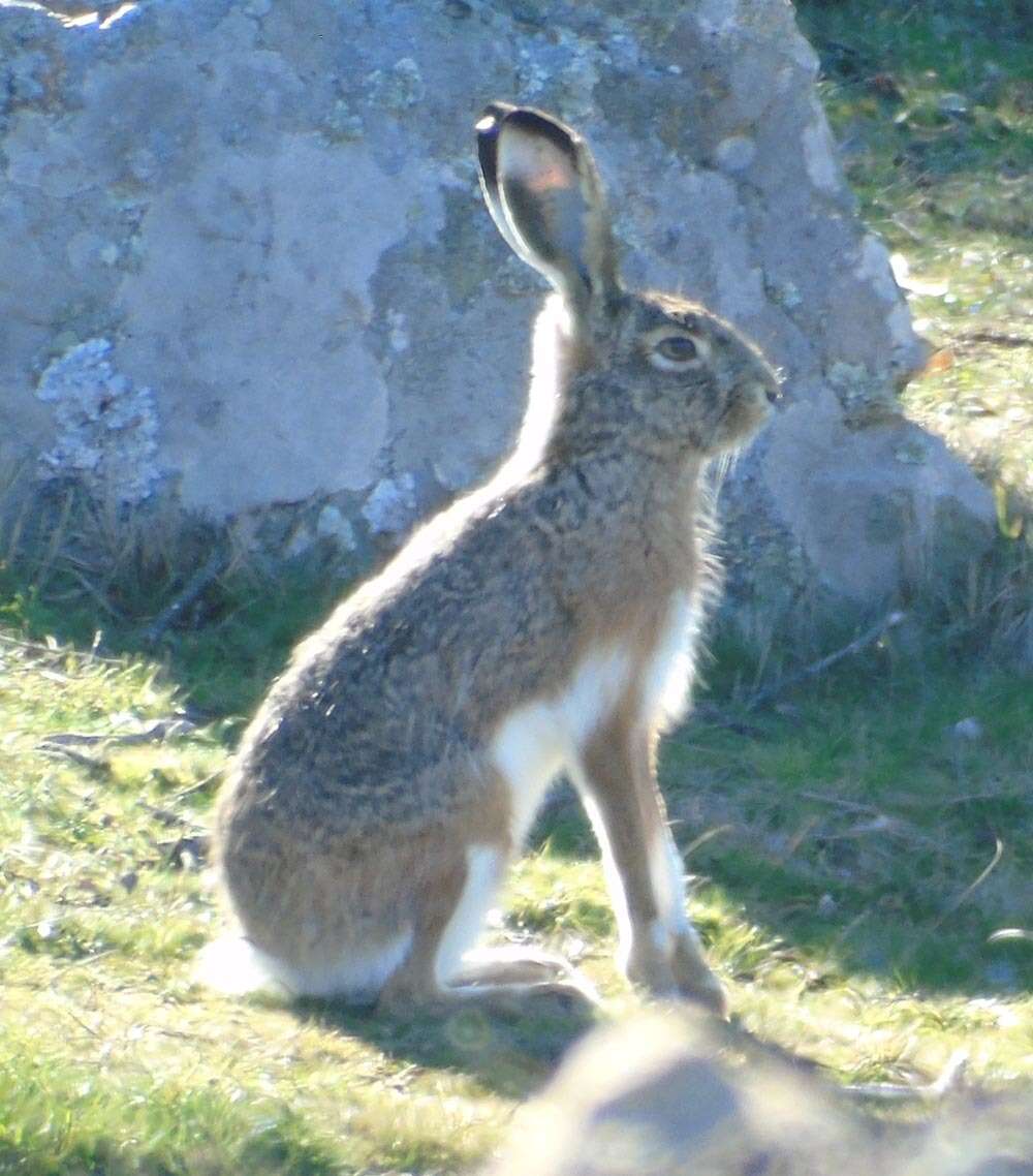Image of Granada Hare