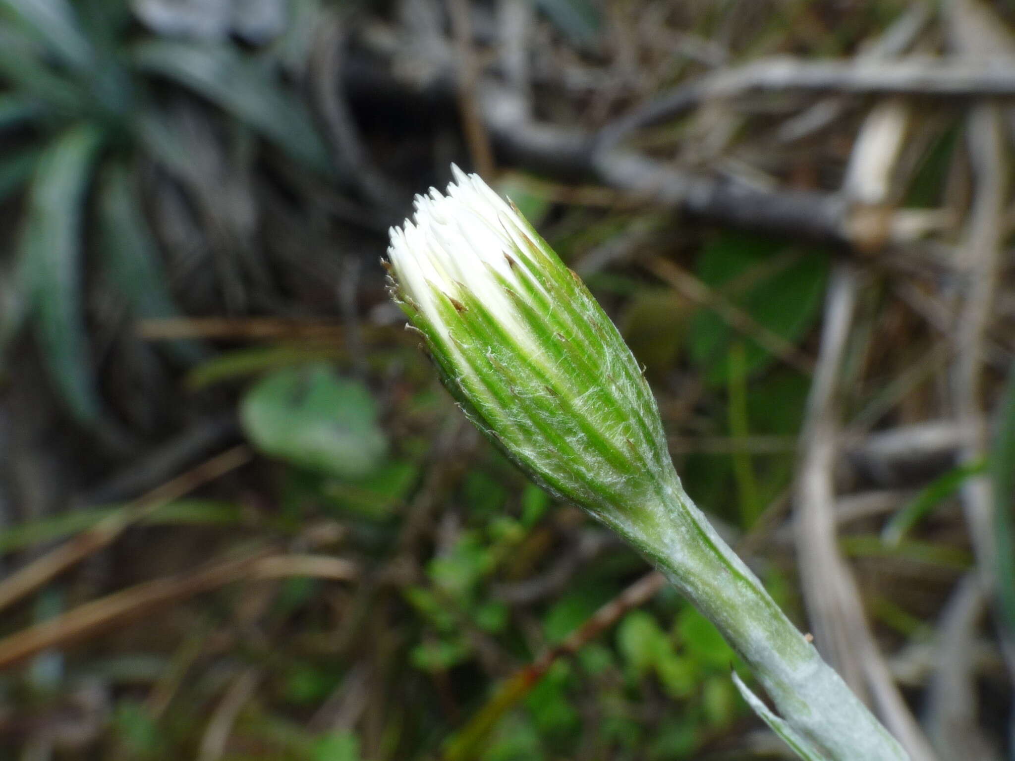 Plancia ëd Celmisia graminifolia Hook. fil.