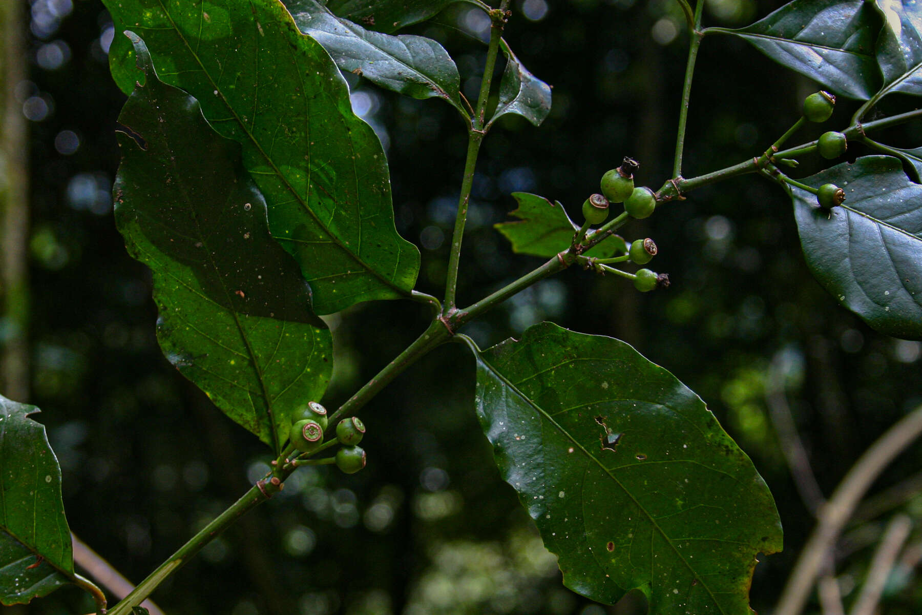 Image of Aidia micrantha (K. Schum.) Bullock ex F. White