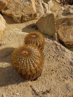 Image of Copiapoa longistaminea F. Ritter