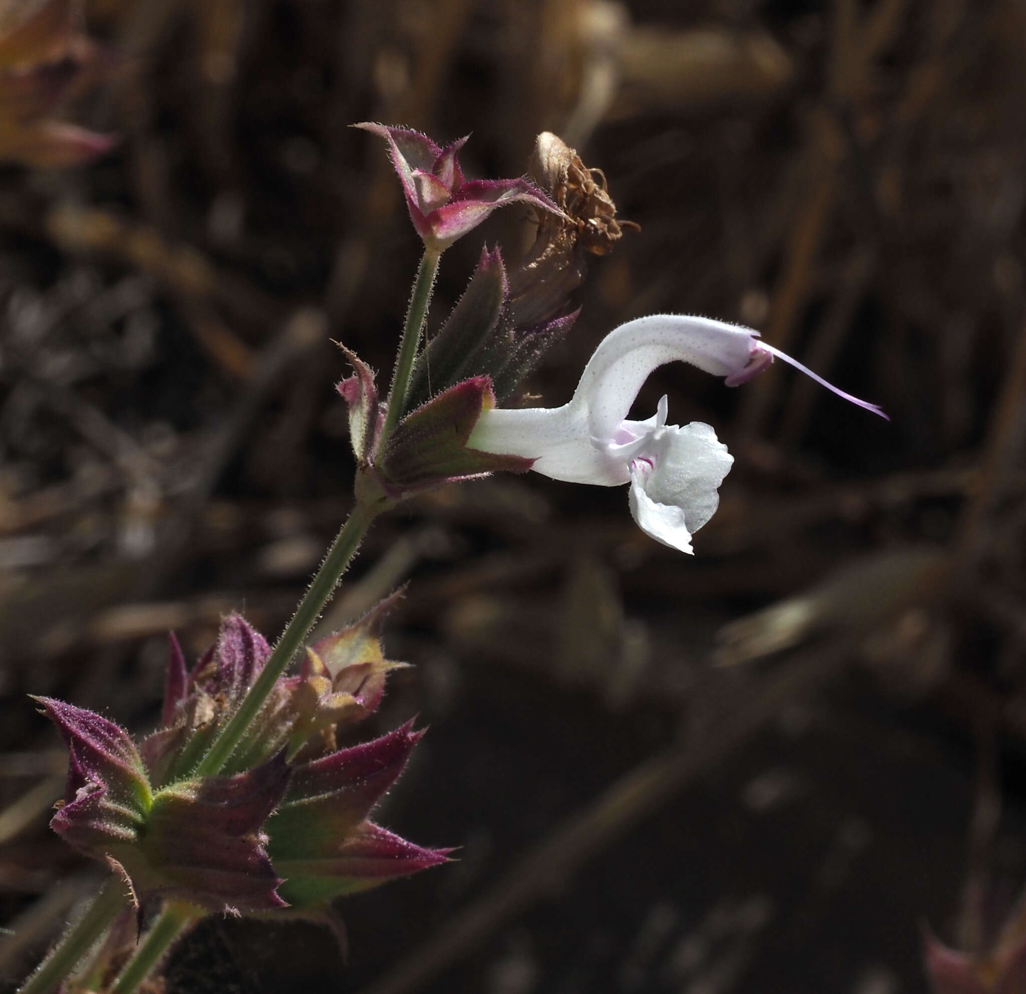 Image of Salvia palaestina Benth.