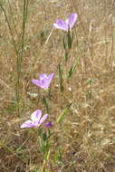 Image of winecup clarkia