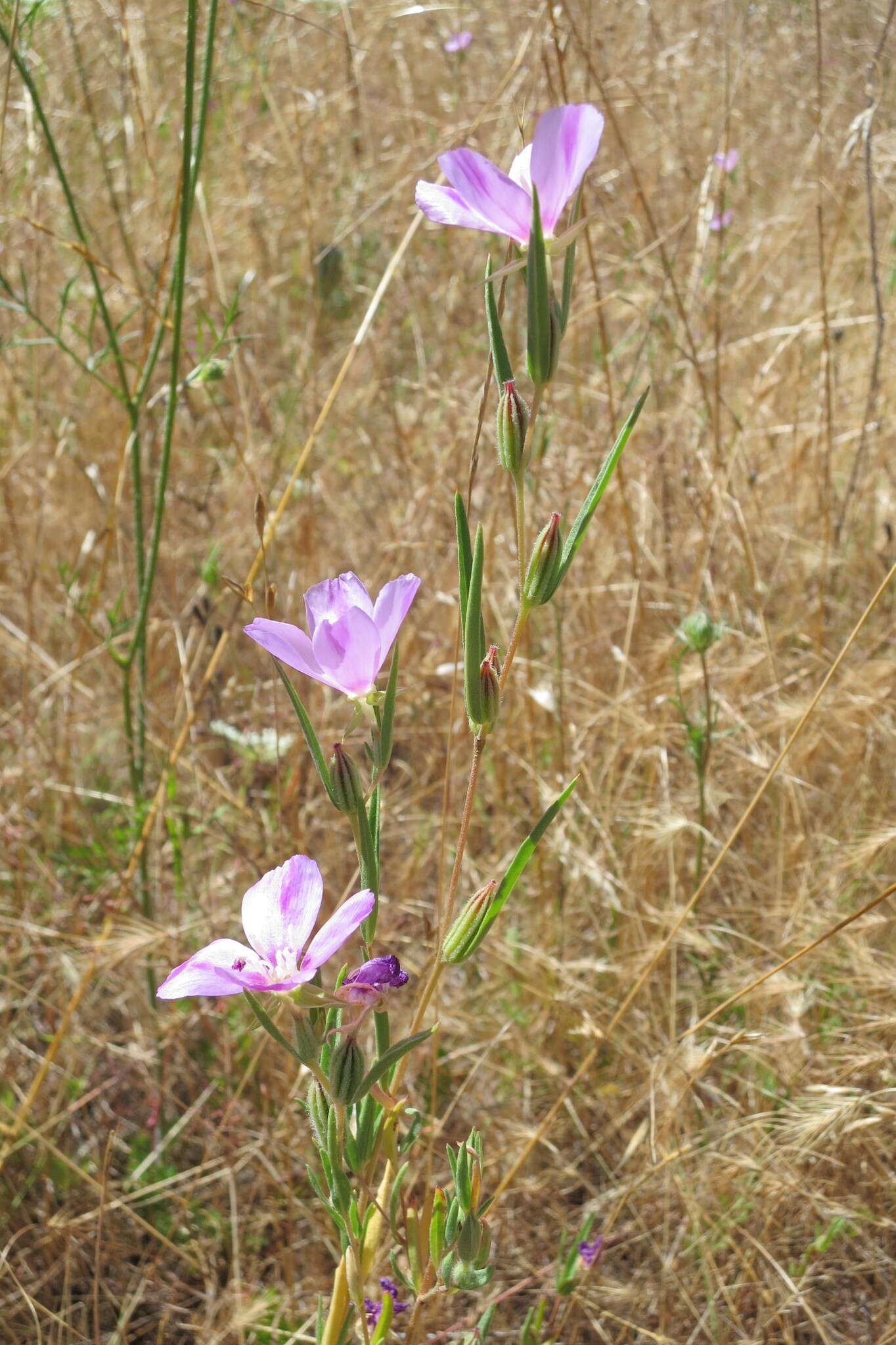 Image of winecup clarkia