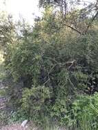 Image of smooth mountain mahogany