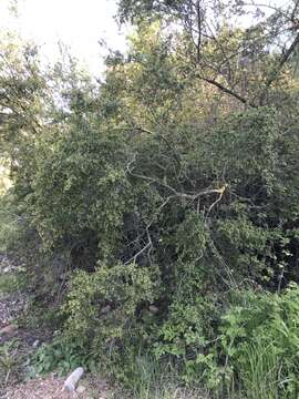 Image of smooth mountain mahogany