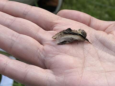 Image of Greater Swallow Prominent