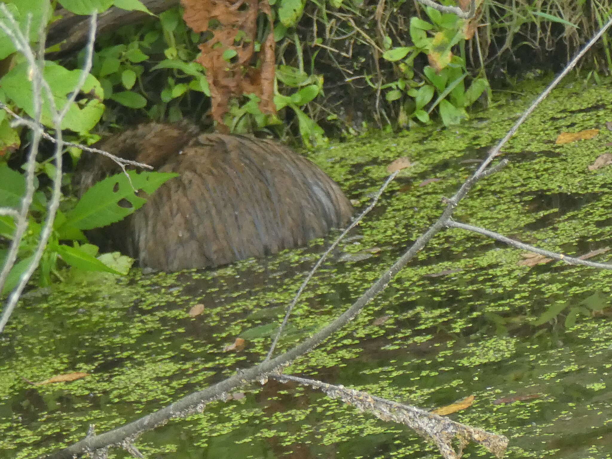 Image of Ondatra zibethicus zibethicus