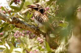 Image of African Grey Hornbill