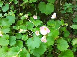 Image of Begonia uniflora S. Watson