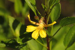 Image of Goodenia grandiflora Sims