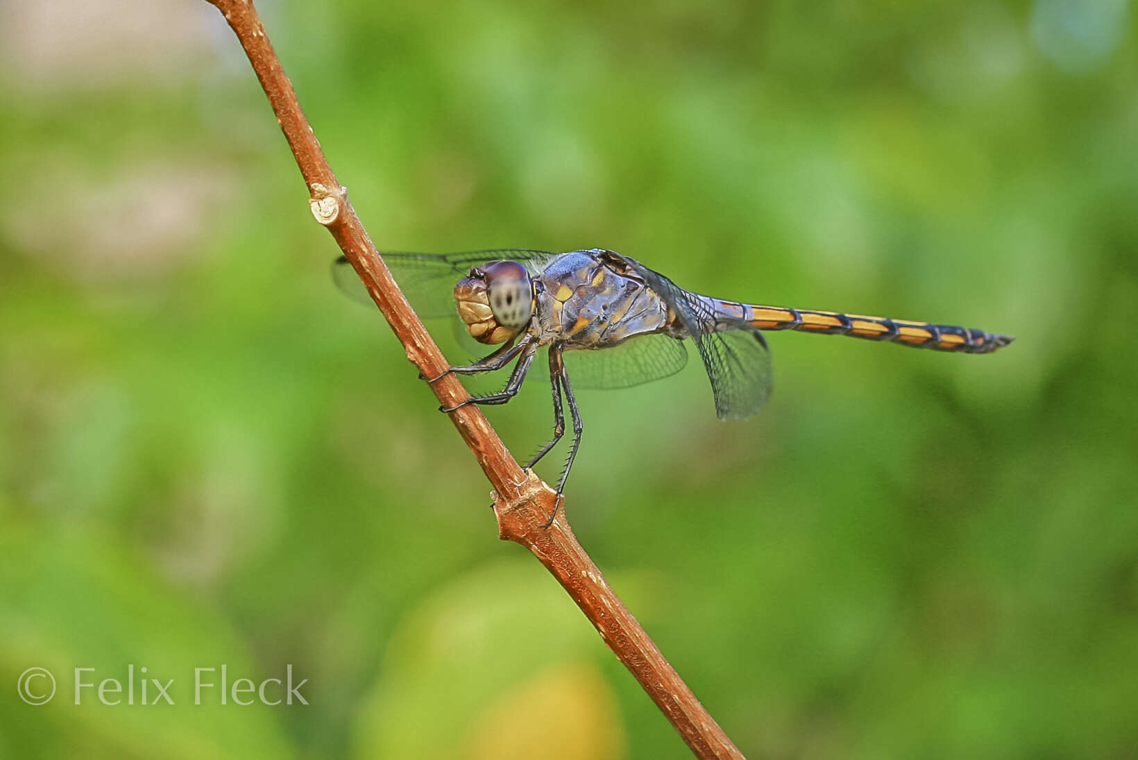 Image of Blue Chaser