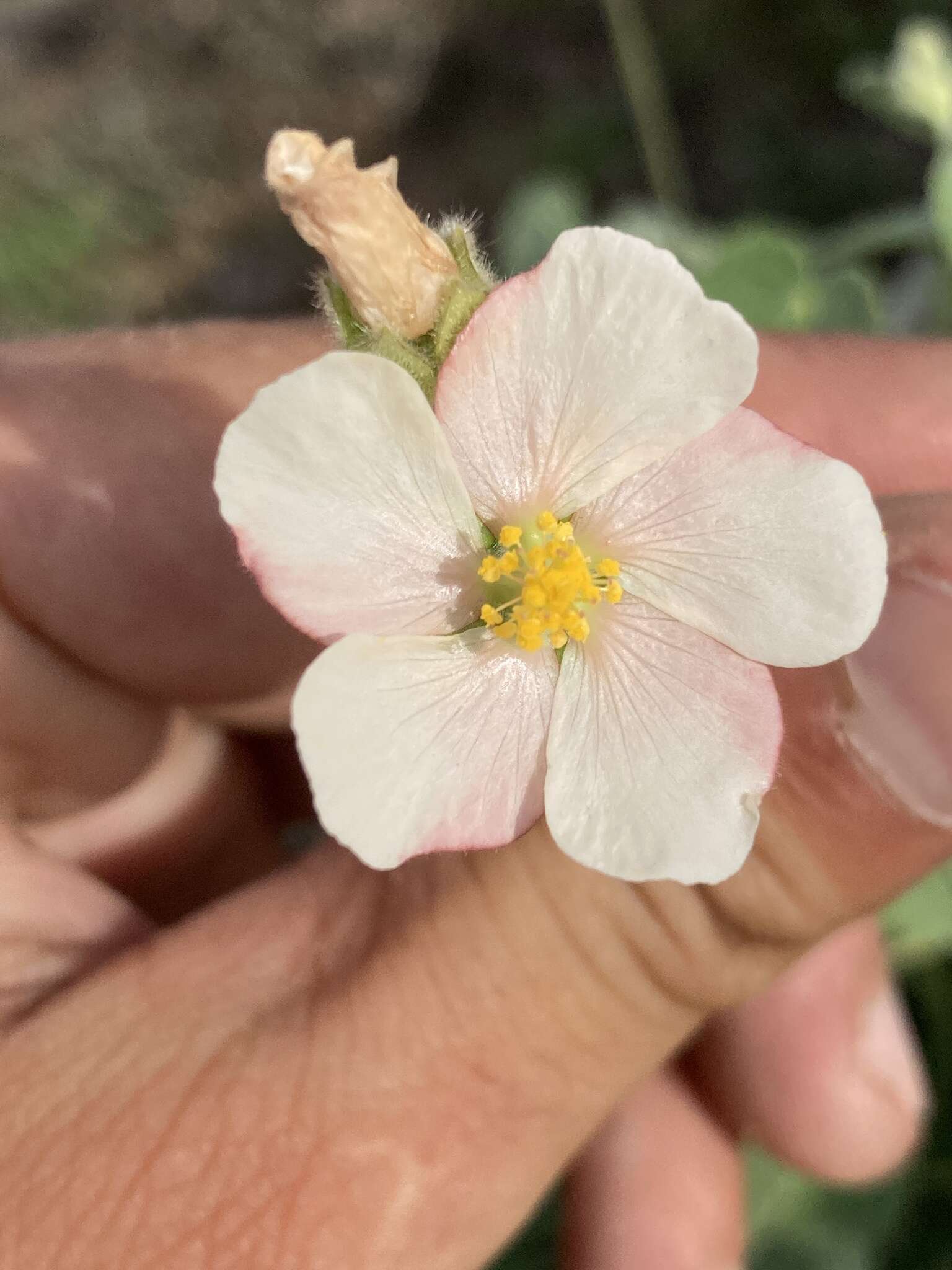 Image of Abutilon terminale (Cav.) A. St.-Hil.