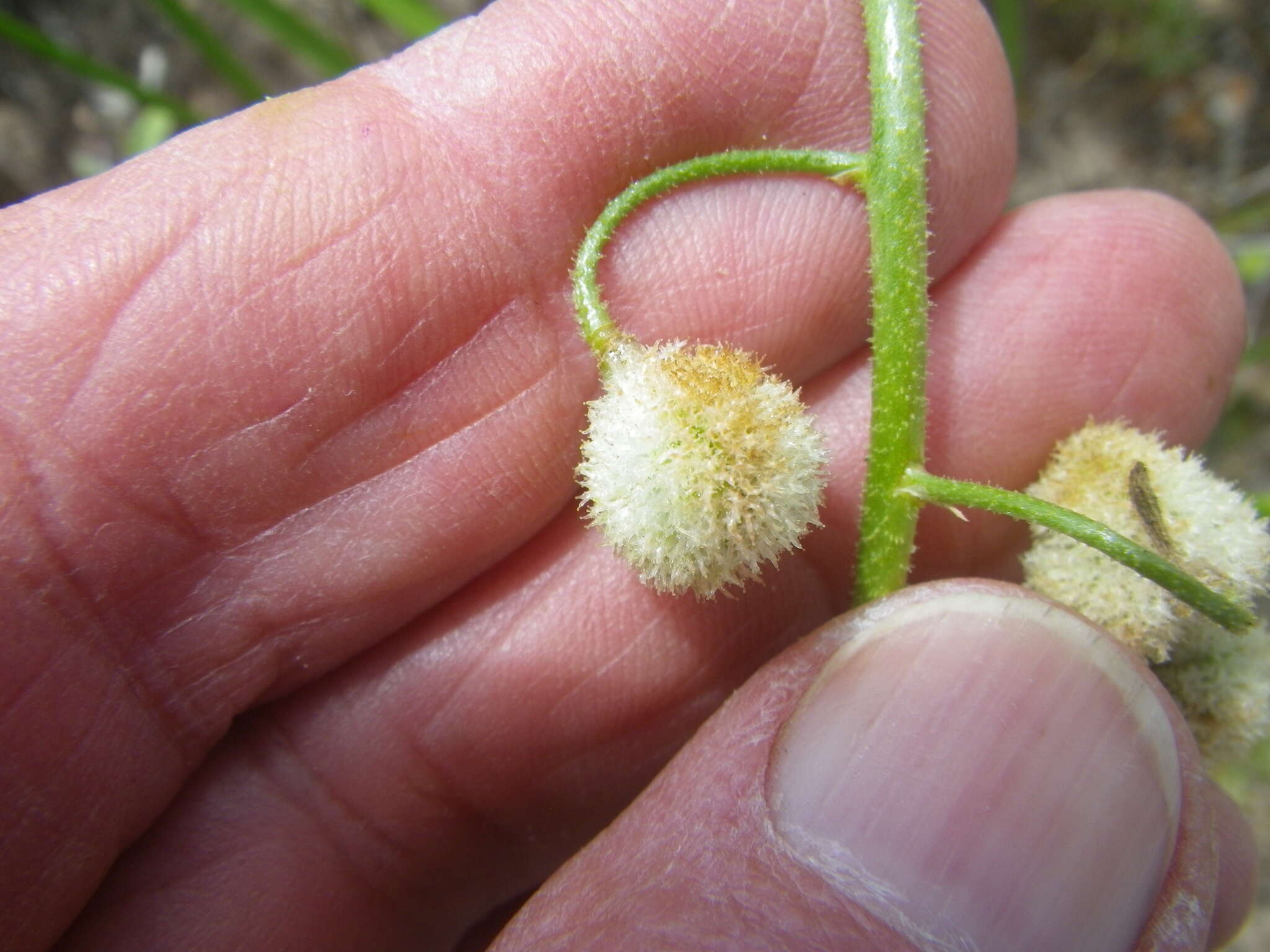 Image of Trachyandra sabulosa (Adamson) Oberm.