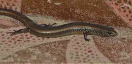 Image of White-spotted Supple Skink