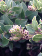 Image of San Bruno Mountain manzanita