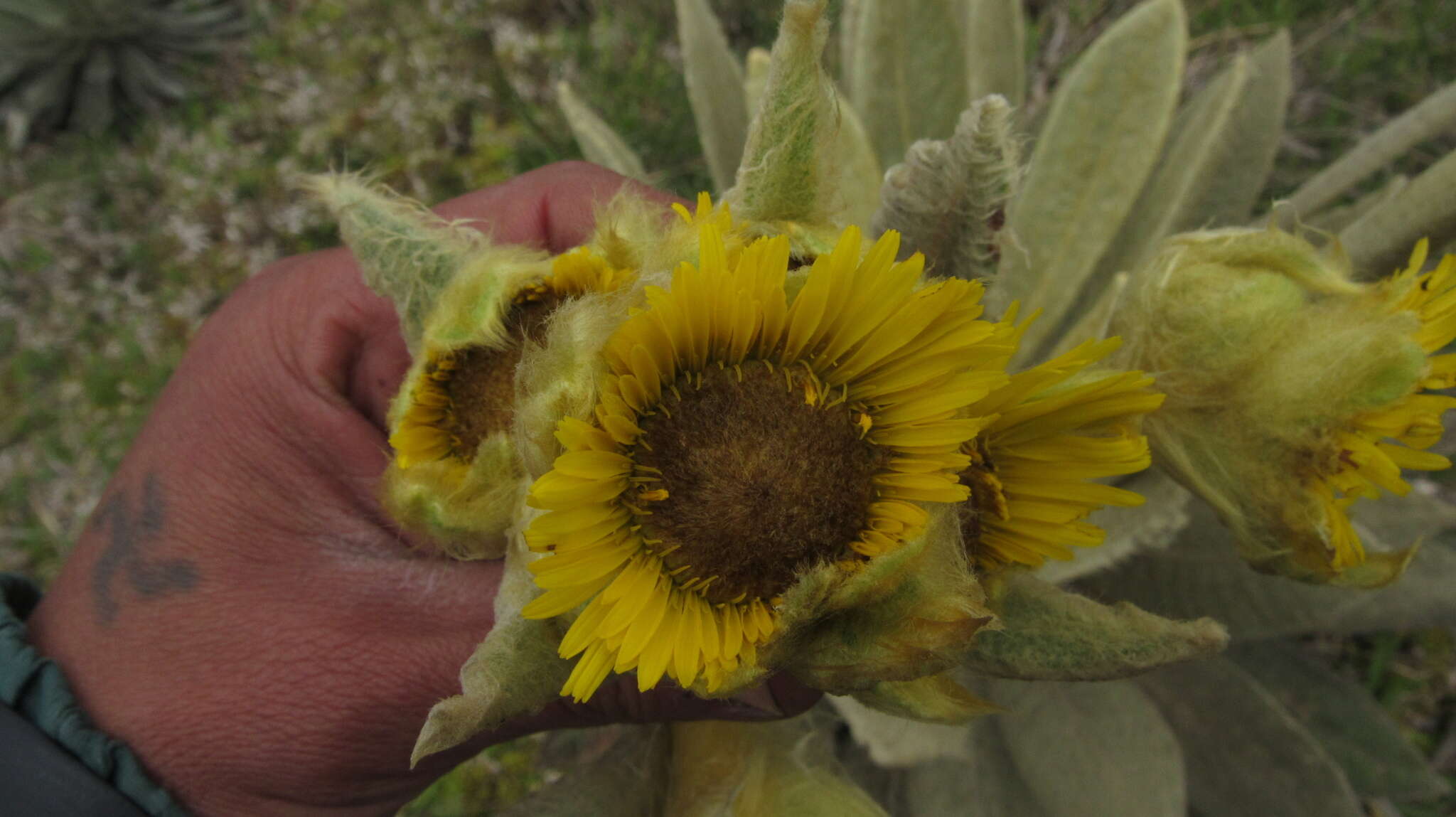 Image of Espeletia barclayana Cuatrec.