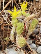 Plancia ëd Sedum acre subsp. neglectum (Ten.) Arcang.