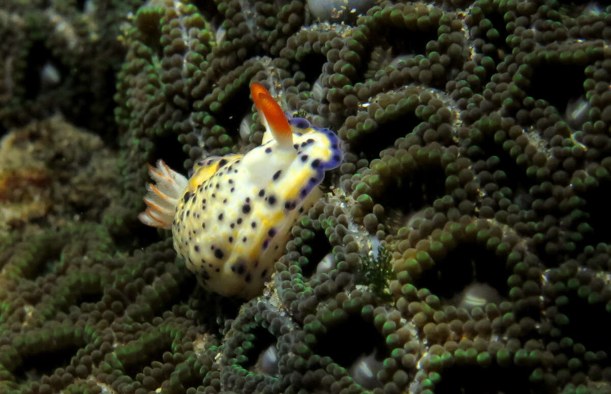 صورة Hypselodoris rudmani Gosliner & R. F. Johnson 1999