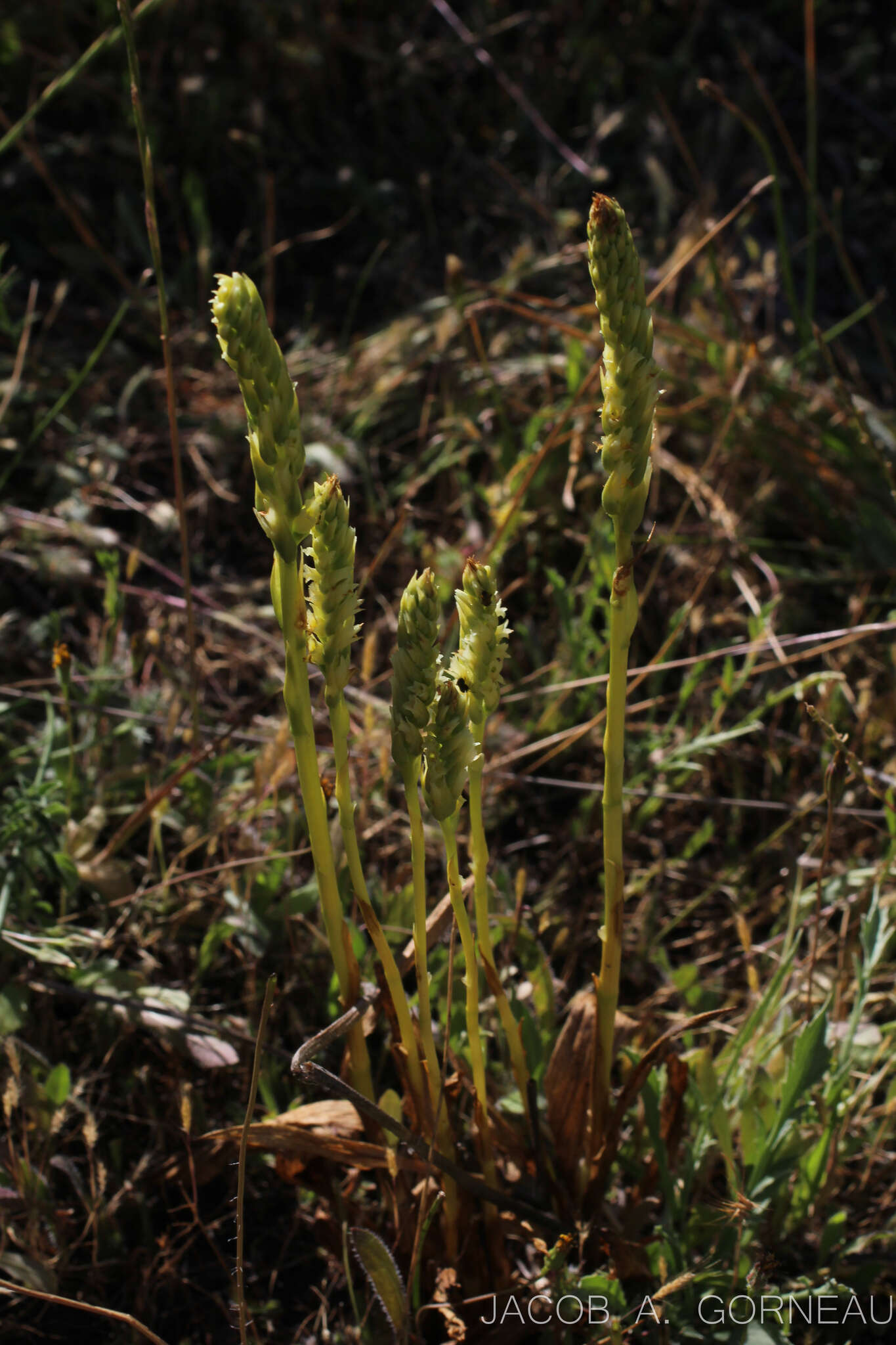 Image of Western Ladies'-Tresses