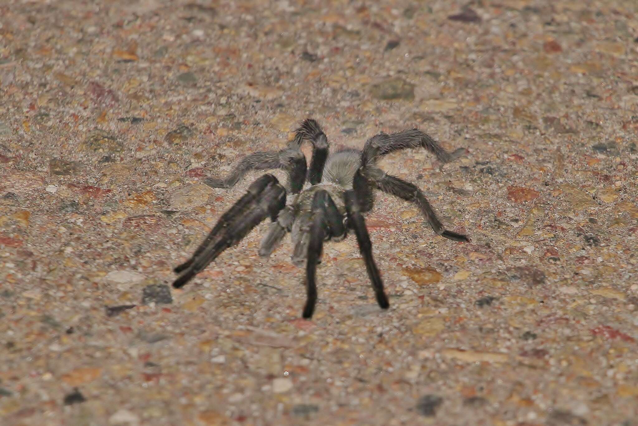 Image of Aphonopelma eutylenum Chamberlin 1940