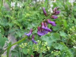 Image of Oxytropis albana Steven