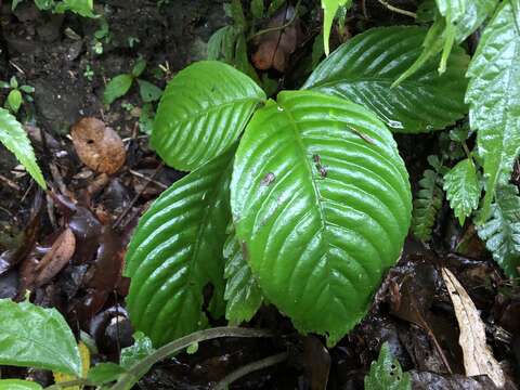 Image of Rhynchotechum formosanum Hatus.