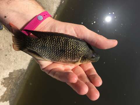 Image of Mozambique Tilapia