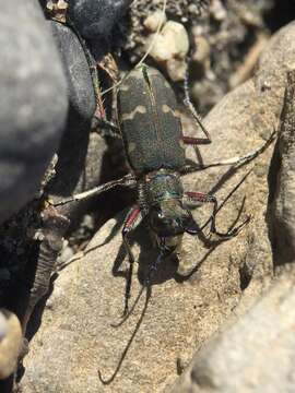 Image of Cicindela (Cicindela) hybrida transversalis Dejean 1822