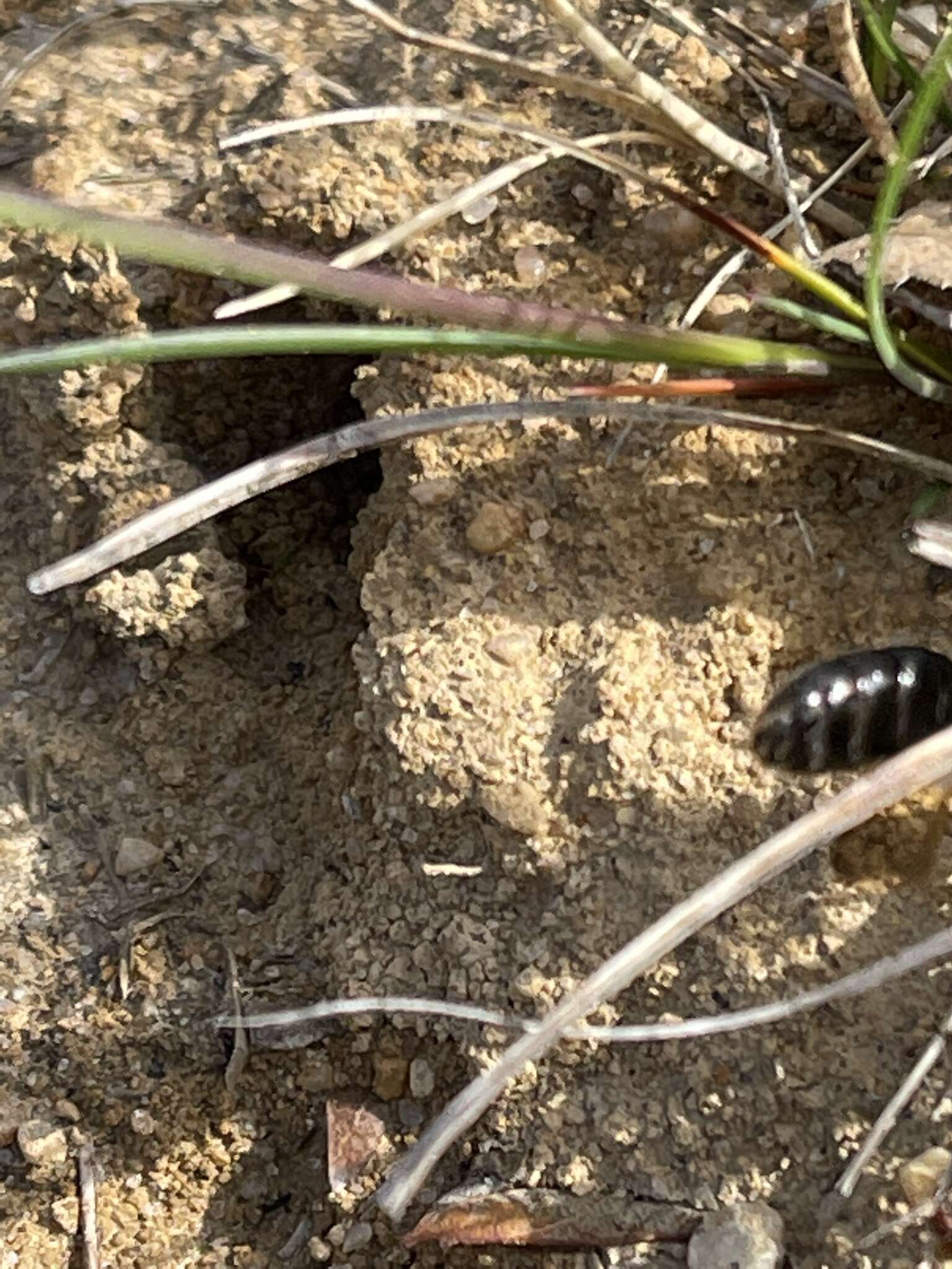 Image of Barbara's Andrena