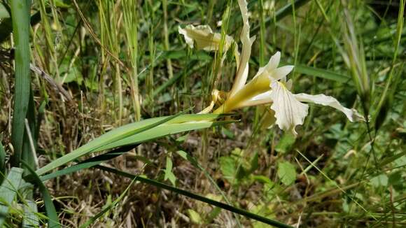 Image of Fernald's iris