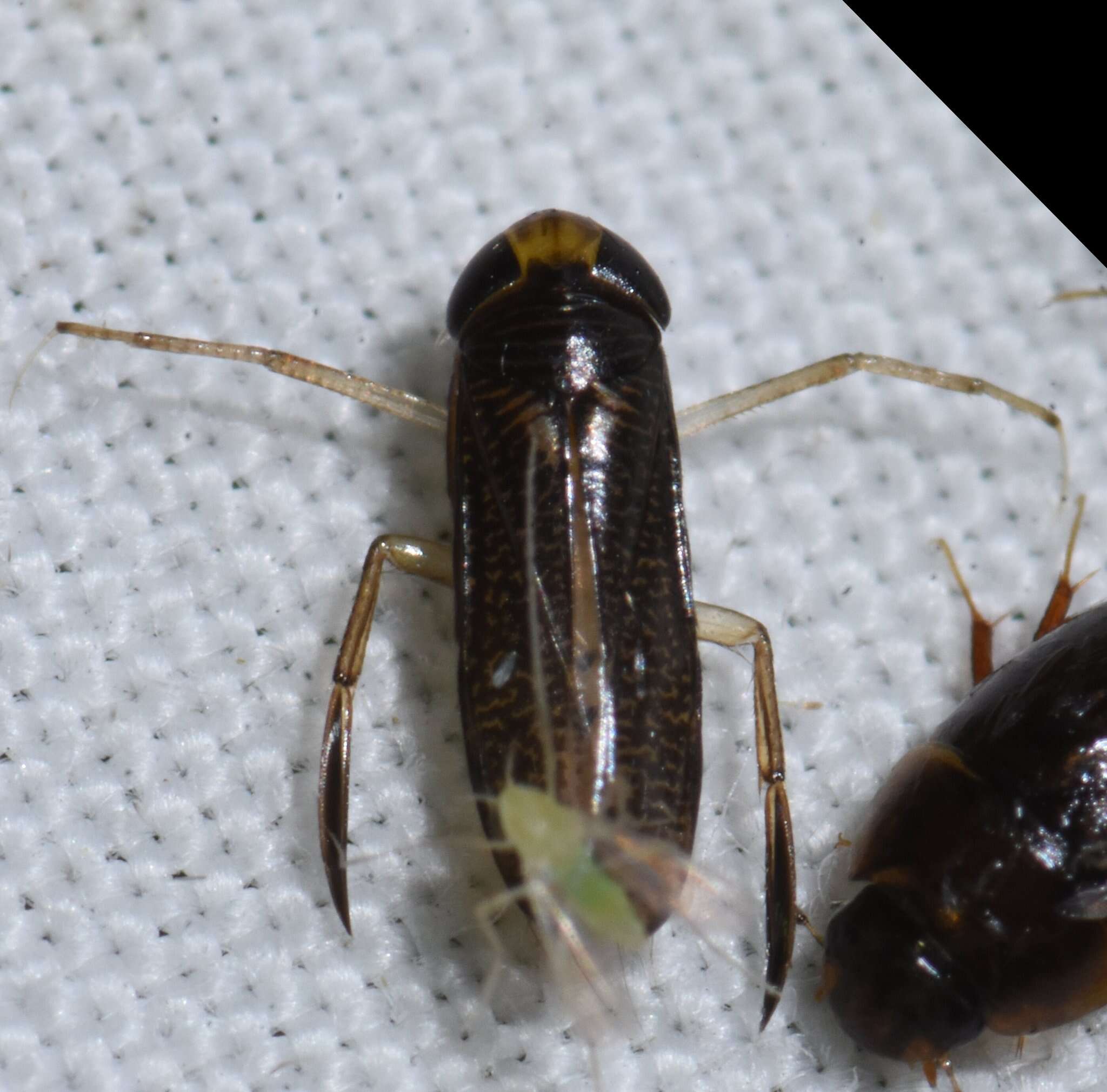 Слика од Trichocorixa minima (Abbott 1913)