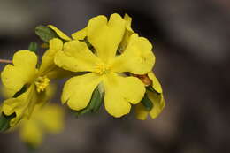 Image of Hibbertia serrata Hotchk.