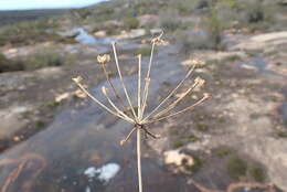 Image of Hessea undosa Snijman