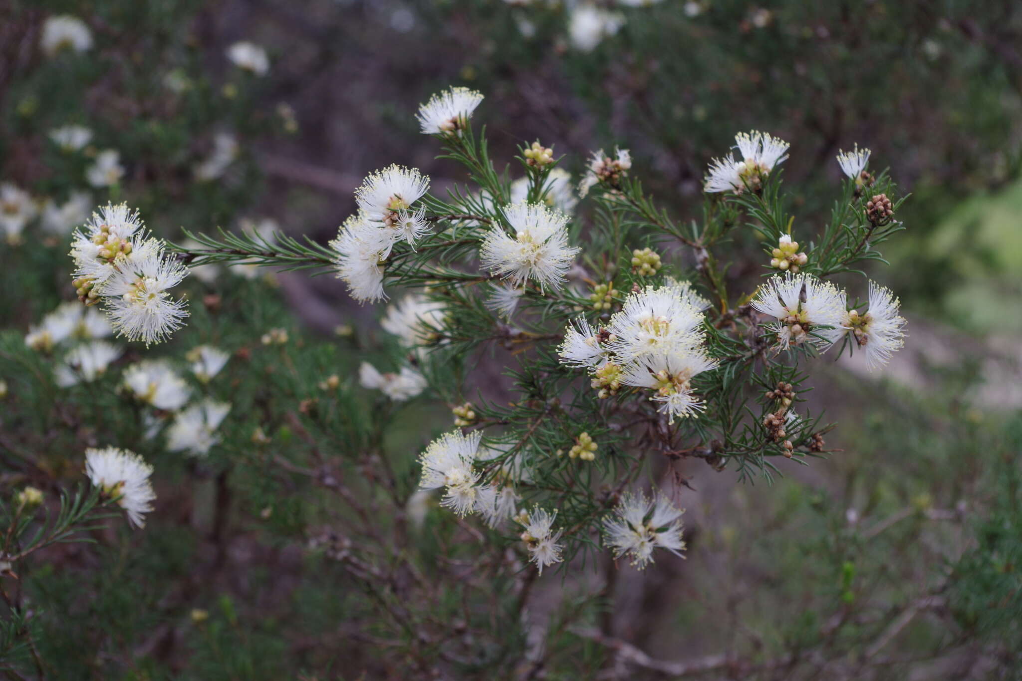 Image of Melaleuca systena L. A. Craven