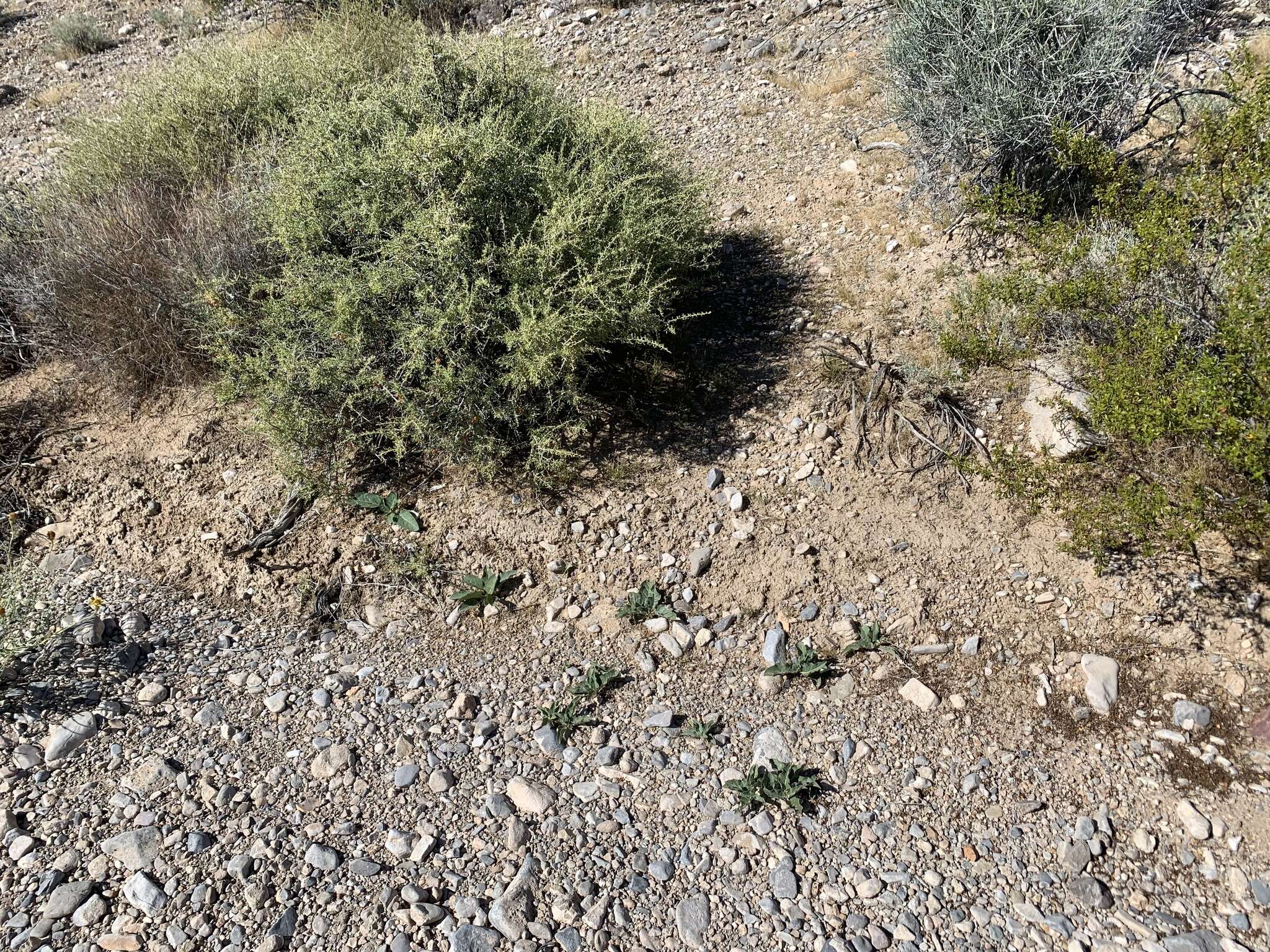 Image of Mojave milkweed