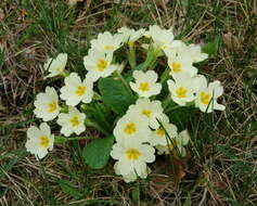 Image of Primrose